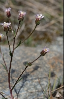 Erigeron acer subsp angulosus